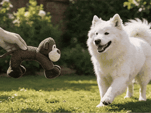 Animated source, GIF fallback